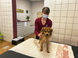 Physiotherapie Massage Hund