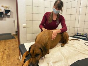 Massage Hund