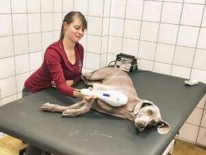 Laserdusche Physiotherapie Hund