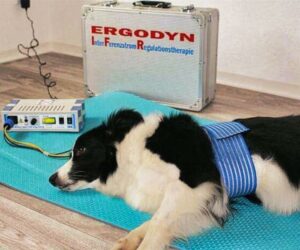Hund Interferenzstromtherapie