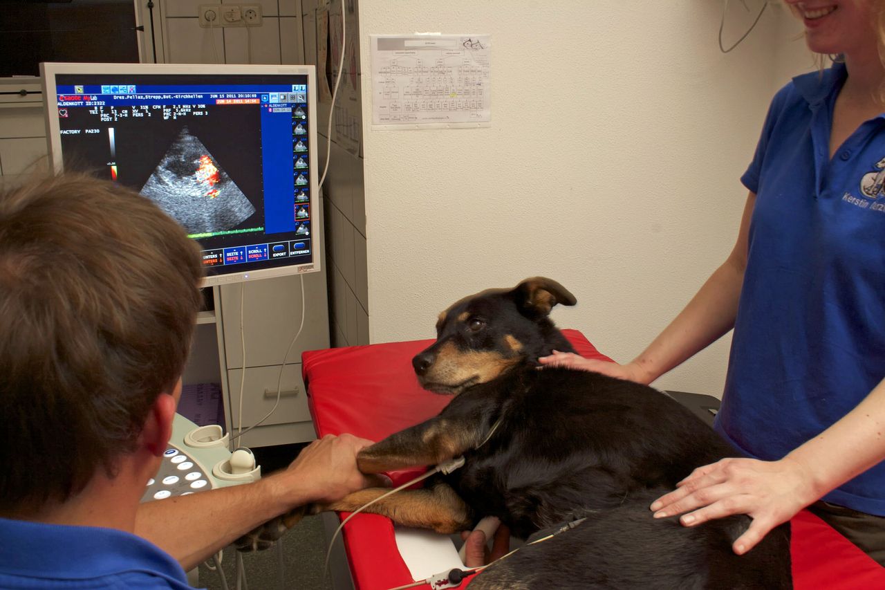 Ultraschall vom Hund